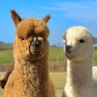La prima fattoria di Alpaca di Torino ha bisogno di fondi: parte il crowdfunding per sostenere la crescita della struttura