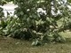 Alberi caduti o pericolanti un pò ovunque, a causa del forte vento