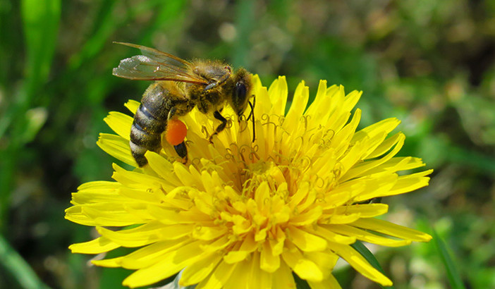 Allarme caldo anomalo: in Piemonte in pericolo la produzione di frutta, le api rischiano di morire