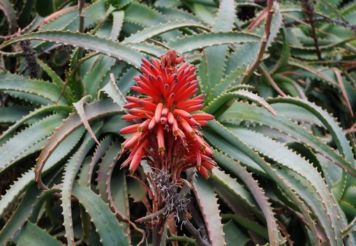 Aloe Arborescens: la ricetta di Padre Zago per la cura di diverse malattie