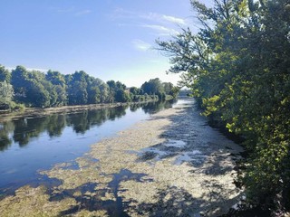 Alghe e piante acquatiche nel Po