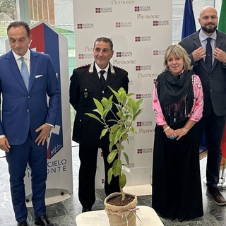 Dalle gemme del Ficus di casa Falcone fino al Grattacielo: a Torino l’albero della Legalità