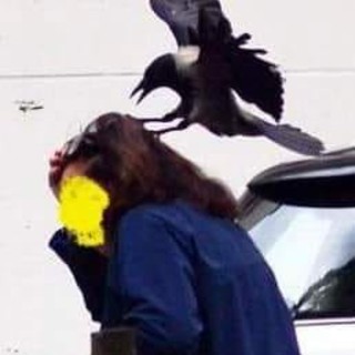 Passanti aggrediti dalle cornacchie in via Saorgio: &quot;Attaccato anche un neonato. Non passate da qui&quot;