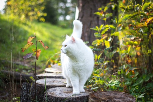 Le 7 Aziende Italiane Più Attente al Benessere Naturale degli Animali Domestici
