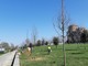 Piantati a Torino 260 alberi