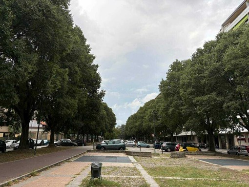 Emergenza verde a Torino: 253 gli alberi morti Emergenza verde a Torino: 253 gli alberi morti