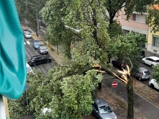 L'albero caduto corso Brianza