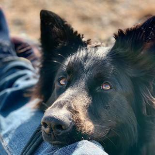A Dojrone nasce l’Accademia della Relazione Uomo-Cane di Umanimalmente A Dojrone nasce l’Accademia della Relazione Uomo-Cane di Umanimalmente