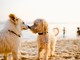 La salute del tuo amico a quattro zampe: la scelta giusta dell'antiparassitario per cani