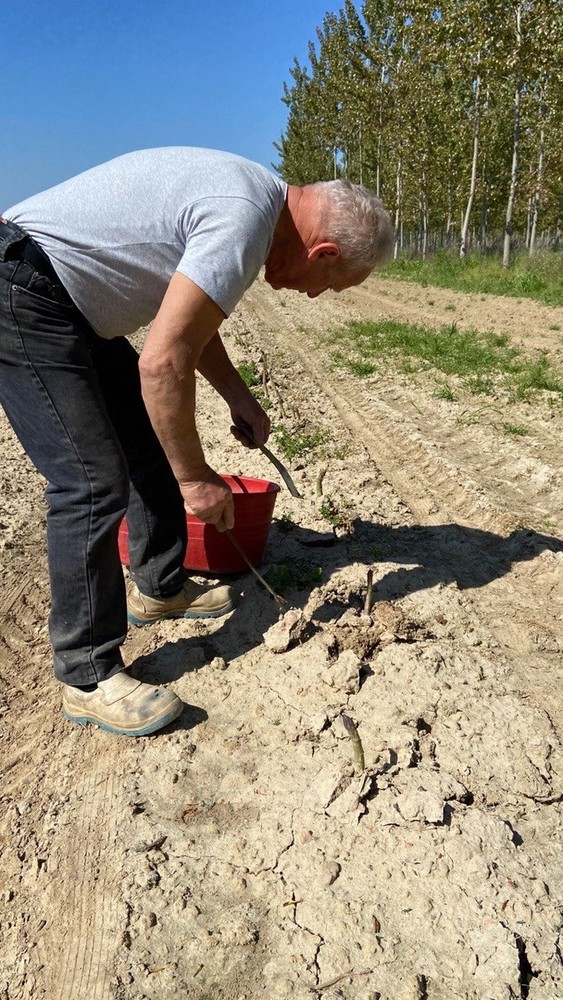 Buone prospettive per l'asparago di Santena