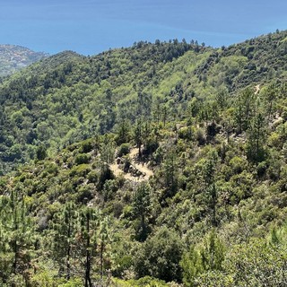 Foreste, 12 milioni di euro per la gestione sostenibile dei boschi piemontesi