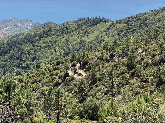Foreste, 12 milioni di euro per la gestione sostenibile dei boschi piemontesi