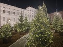 Immagine di archivio del bosco in piazzetta Reale