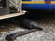 Tamponamento tra due bus in piazza Solferino