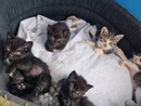 Nichelino vince un bando di 15 mila euro per aiutare i gatti delle colonie feline