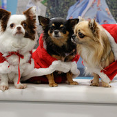 Il 14 e 15 novembre due giorni di festa per cani e gatti