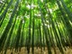Che cos'è il bambù e come può essere utilizzato