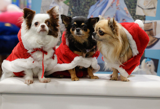 Il 14 e 15 novembre due giorni di festa per cani e gatti Il 14 e 15 novembre due giorni di festa per cani e gatti