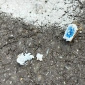 A Nichelino torna l'allarme bocconi avvelenati