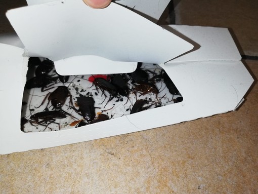 Blatte in alcuni negozi di San Salvario (foto di repertorio)