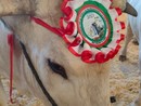 Carrù celebra la razza piemontese: asta del bue, pranzo e giochi alla nona Festa della Carne Carrù celebra la razza piemontese: asta del bue, pranzo e giochi alla nona Festa della Carne