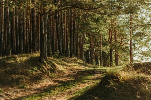 Una legge regionale per il settore forestale