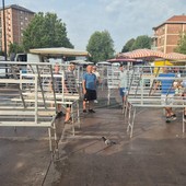 Controlli agli ambulanti di corso Cincinnato, GOIA: "Serve riorganizzare l'area di vendita" Controlli agli ambulanti di corso Cincinnato, GOIA: "Serve riorganizzare l'area di vendita"