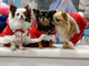 Il 14 e 15 novembre due giorni di festa per cani e gatti Il 14 e 15 novembre due giorni di festa per cani e gatti