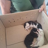 I cuccioli salvati