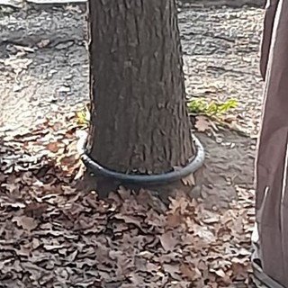 catena legata attorno a un albero