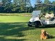 cane e golf