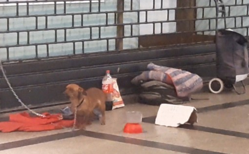Racket dell'elemosina per le strade con cane: ecco come funziona a Torino