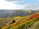 Dai sorì delle Langhe alla bottiglia: la filiera corta di Terrenostre