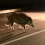 Paura a Mirafiori sud: branco di cinghiali attraversa la strada di notte