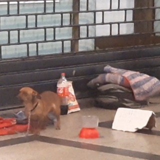 Racket dell'elemosina per le strade con cane: ecco come funziona a Torino