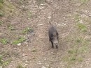 Altro che metro 2, nel vecchio trincerone spunta un cinghiale Altro che metro 2, nel vecchio trincerone spunta un cinghiale