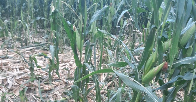Siccità, già oltre 30 milioni il conto per l’agricoltura torinese: più colpito il mais Siccità, già oltre 30 milioni il conto per l’agricoltura torinese: più colpito il mais