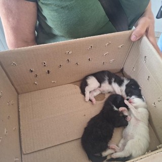 I cuccioli salvati