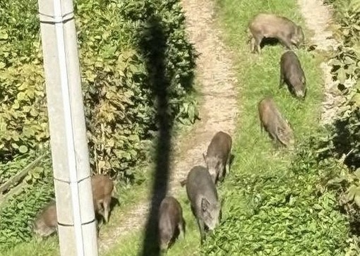 Cinghiali a spasso per Cavoretto, otto esemplari immortalati vicino alle case