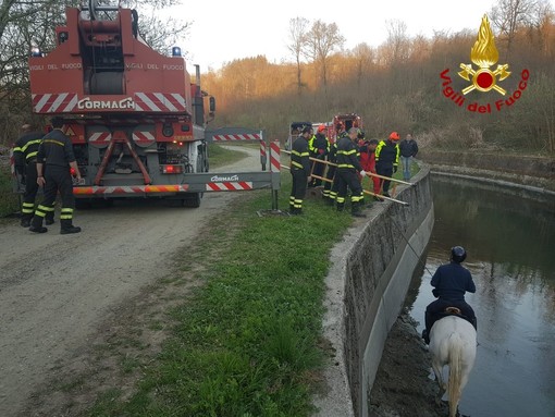 Cavallo cade nel canale d'Ivrea, recuperato con i sommozzatori e un'autogru