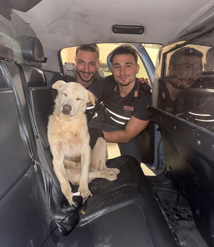 Anziano cane pastore si allontana dai padroni: salvato di notte nei boschi dai poliziotti