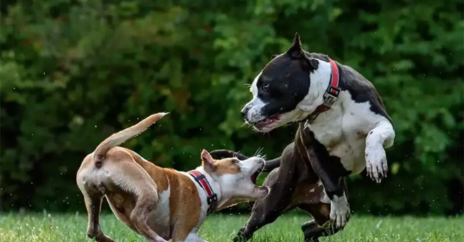 Un uomo era andato in vacanza abbandonando i cani a casa Un uomo era andato in vacanza abbandonando i cani a casa