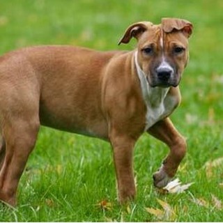 Cani lasciati liberi senza guinzaglio nei giardini La Marmora: è polemica