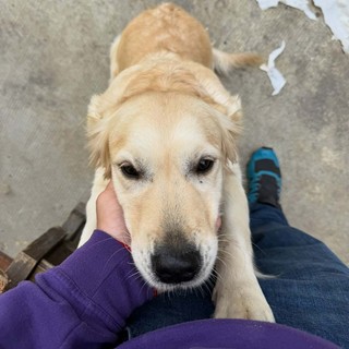 L'assessore Verzola dalla parte degli animali: "Il canile non è un parcheggio"