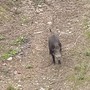 Altro che metro 2, nel vecchio trincerone spunta un cinghiale Altro che metro 2, nel vecchio trincerone spunta un cinghiale