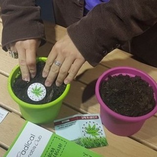Dolore cronico e nausea da chemio, in Piemonte cresce l'uso di cannabis terapeutica