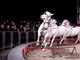 Arabian Horse Show, a Carmagnola il concorso per cavalli purosangue arabi
