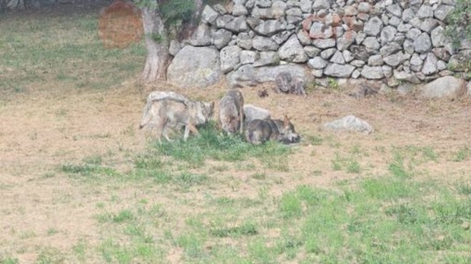 Da Nichelino a Entracque per una due giorni a tu per tu con il lupo