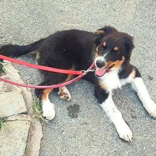 Cane abbandonato a Venaria: il Codcons denuncia il responsabile che l’ha legato alla ringhiera ed è scappato