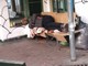 Sgombero dei senzatetto da Piazza Risorgimento